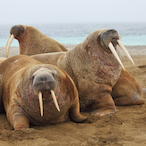 AbnormalWalrus's Avatar'