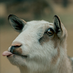 Chogs78's Avatar'