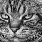 F4CHAMPLEVEL's Avatar'