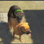 DogToucher192's Avatar'