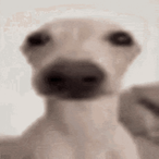 Raiynii's Avatar'