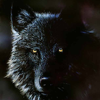zBlackWolf_'s Avatar'