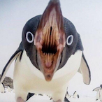 Angered_Penguin's Avatar'