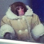 Aggro oryx's Avatar'