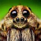 MausinAround's Avatar'