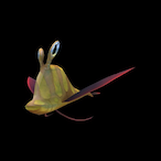 Cynix.Inc's Avatar'