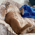 BootyCheeker's Avatar'