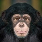 SimioDeFresa's Avatar'