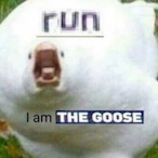 SwiftyGoose's Avatar'
