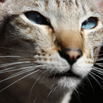 Missnu99et's Avatar'