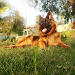 ESPARTAN-_KRATOS's Avatar'