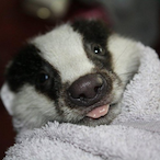 BADGER_BOI's Avatar'
