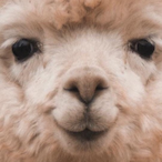 MissDiviner's Avatar'