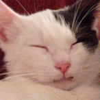 hulkitorex's Avatar'