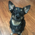 TheLaptopMan's Avatar'