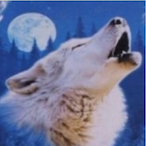 Little Wulf 01's Avatar'