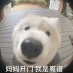 YanziOcean's Avatar'