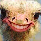 FentOstrich's Avatar'