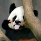 LookLookNeed_JJ's Avatar'