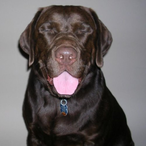 Dozer84-TFG's Avatar