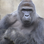 BigDaddy.SOKP's Avatar'