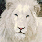 LucasGm.MAD's Avatar'