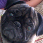 Spyratic's Avatar'