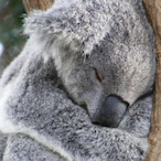 BIack n BroIIic's Avatar'