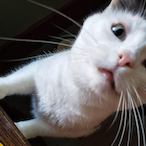 boaz-zinie's Avatar'