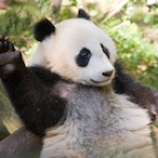 sizzle-1010's Avatar'