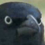 PizgamPerwoll's Avatar'