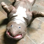 DealMeA2fa.Az's Avatar'