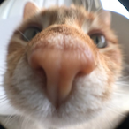 BigMacBundle's Avatar'