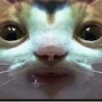 Girltwimk's Avatar'