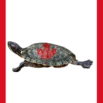 Canadian_Turtel's Avatar'