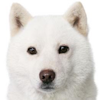 shiro_cyan's Avatar'