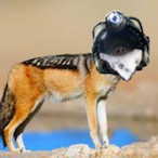 Jackal_Raivoso's Avatar'