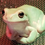 unPolitePhrog's Avatar'