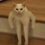 Cat.nt's Avatar'