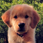 zNexxusGordiak's Avatar'