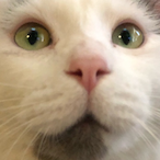 DabOutMoose's Avatar'