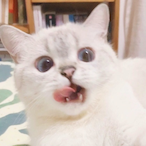 ShockingNeko's Avatar'