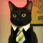 GFL.BLACKCAT's Avatar'