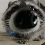 YT_LUIZBOY-_-'s Avatar'