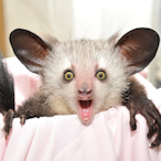 TheSlackDawg's Avatar'