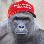 EXIT_CornFrog's Avatar'