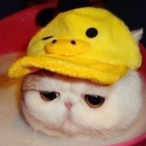 spindle_dindle's Avatar'