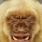 SpankinDeMonkey's Avatar