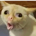 uniform-saucepan's Avatar'