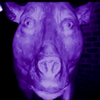 VultureSteaks's Avatar'